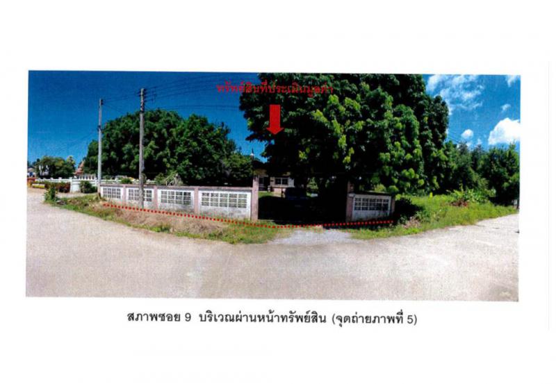ป่าสัก เชียงแสน เชียงราย